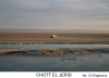 chott-el-jerid